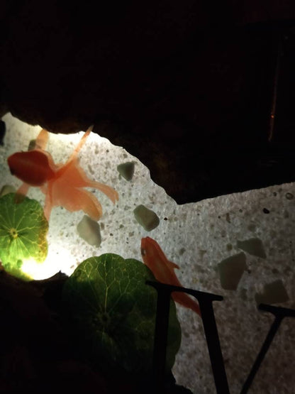 Aquarium Epoxy & Olive Wood Wall Clock Wholesale vendor