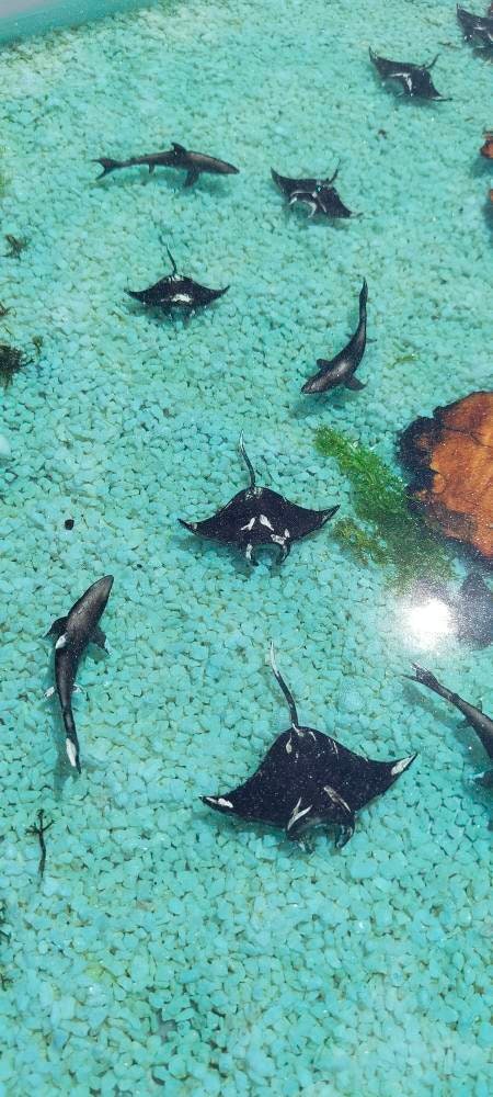 Epoxy Resin & Wood Table Top - Aquarium resinwoodliving