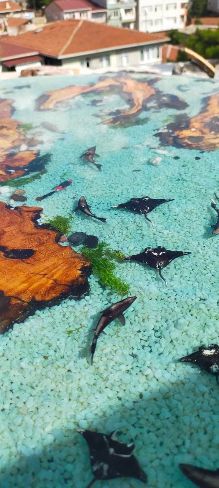 Epoxy Resin & Wood Table Top - Aquarium resinwoodliving